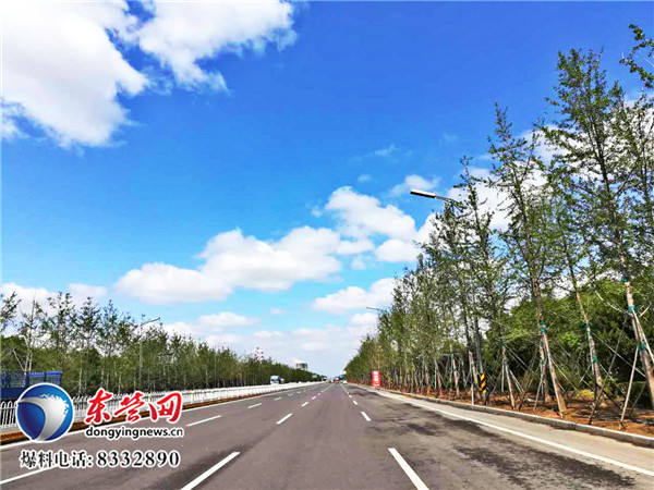 南二路(天目山路至西四路)段银杏精细养护 发芽率98%-新闻中心-东营网